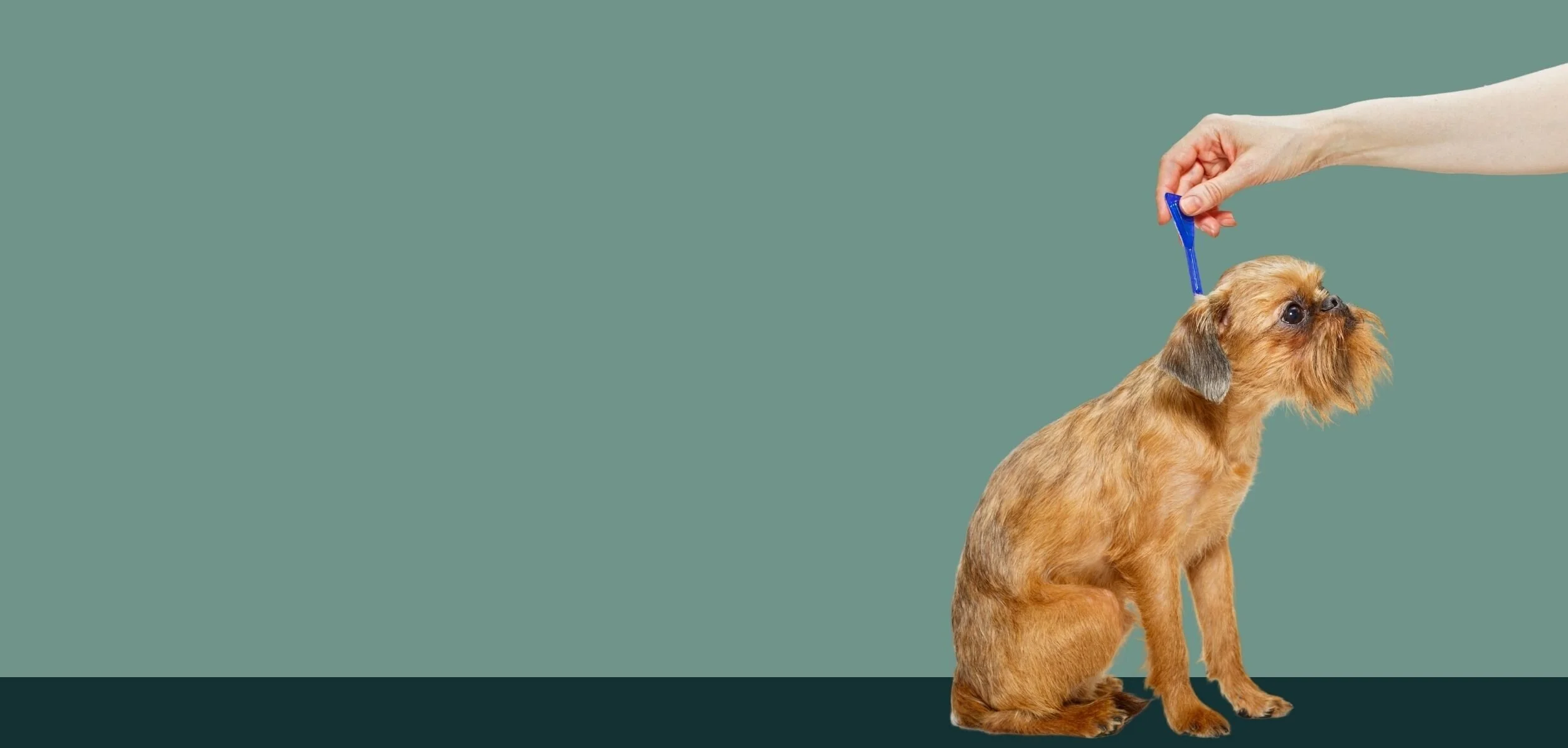 Parasites Goostrey Lane Vets